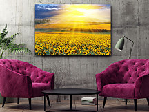 Obraz Lány žltých slnečníc slnečnice sunflower